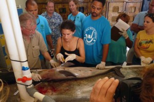 In Curacao, Bogomolni demonstrates the finer points of a fish necropsy.