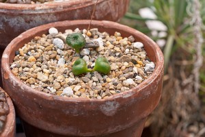 A specimen of Tylecodon opelli in the EEB Greenhouse. (Max Sinton '15 (CLAS)/UConn Photo)