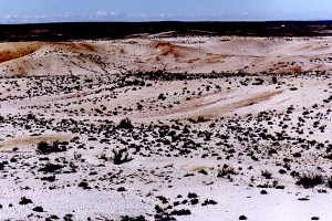 A sloping quartz gravel hillside at Bakoondkolk, South Africa, where Tylecodon opelii was first discovered.