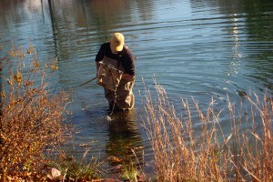 Exploring the edge of Swan Lake, Doug Hughes of Storrs examines the contents of his net for signs of aquatic life.