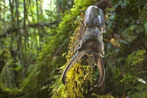A stag beetle from the family Lucanidae found in Papua, New Guinea. (Piotr Naskrecki photo)
