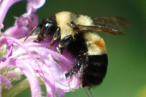 The Affable bumble bee (Bombus affinis) is among the species that is no longer found in what once was its native habitat. (Johanna James-Heinz photo)