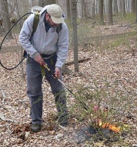 Jeffrey Ward of the Connecticut Agricultural Experiement Station demonstrates the use of a propane torch to control Barberry. (Photo courtesy of Jeffrey Ward)