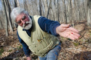 Tom Worthley reaches for a berry on  a Japanese Barberry bush in the UConn Forest near Horsebarn Hill. (Ariel Dowski '14 (CLAS)/UConn Photo)