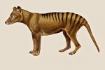Tasmanian Tiger (Encyclopedia Britannica Inc.)