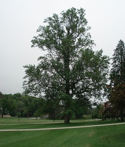 The tallest tree on the Storrs campus, found on the Great Lawn, is a tulip tree that was planted more than a centruy ago, in 1905. (Stefanie Dion Jones/UConn Photo)