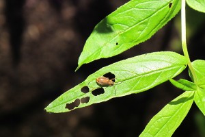 The Galerucella beetle feeding on a leaf of the purple loosestrife provides an efficient form of biological control. (Donna Ellis/UConn Photo)