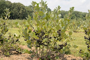 Aronia berries growing at the Plant Science Research Farm on Aug. 9, 2012. (Peter Morenus/UConn Photo)