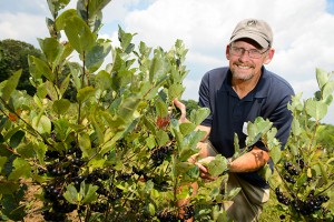 Mark Brand, professor of plant science and landscape architecture, with Aaonia berries growing at the Plant Science Research Farm on Aug. 9, 2012. (Peter Morenus/UConn Photo)