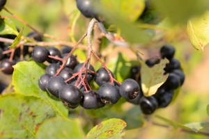 Aronia berries growing at the Plant Science Research Farm on Aug. 9, 2012. (Peter Morenus/UConn Photo)