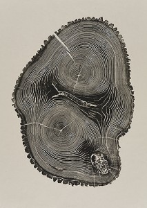 Leader 2010: Ash, 30 1/2 x 21 1/2 inches from the book "Woodcut". In this oblong section the leader, or trunk, is divided into two. The cores, surrounded by rings, create a topographical feel.