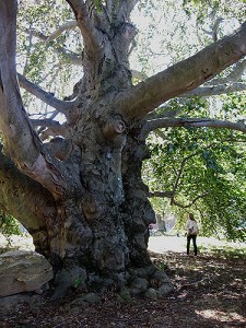 This European Copper Beech on the UConn campus has a trunk measuring over 20 feet in diameter that looks like a giant elephant leg. It is located on the west side of the Monteith building. (Suzanne Zack/UConn Photo)