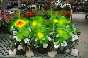 The same display of flowers as seen with eye tracking technology. (Photo courtesy of Ben Campbell)