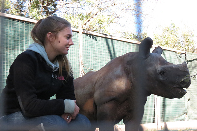 Alana Russell '13 (CANR) visits with a black rhino calf, the first resident of a newly established orphanage for baby rhinos in South Africa. Russell spent the summer of 2012 at the orphanage serving as one of the calf's caretakers. (Stefanie Dion Jones/UConn Photo)