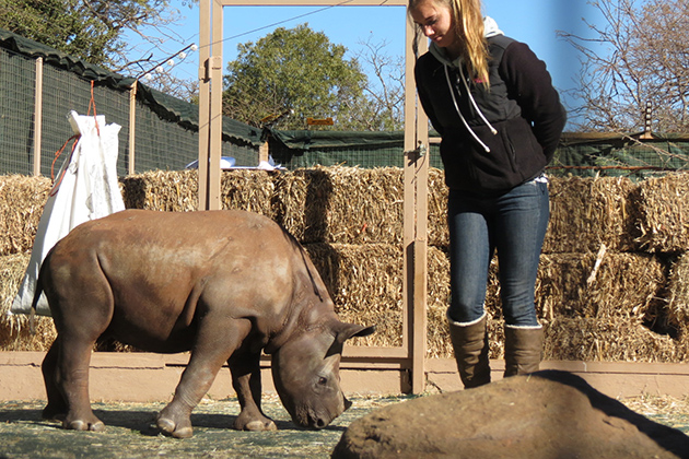 UConn student Alana Russell '13 (CANR) visits with a black rhino calf, the first resident of the world's first dedicated, non-commercial baby rhino orphanage. Russell spent the summer of 2012 at the orphanage in South Africa serving as one of the calf's caretakers.