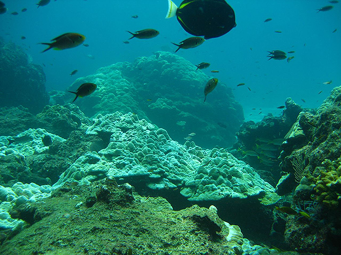 The reef where santacruzamate-producing cyanobacteria were found off the Pacific coast of Panama. (Photo courtesy of Marcy Balunas)