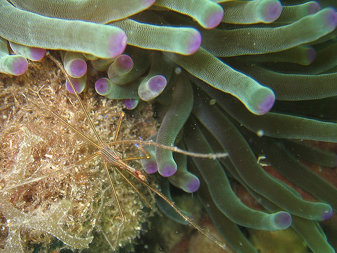 Anemone and shrimp found in Bocas del Toro, Panama. (Photo courtesy of Marcy Balunas)