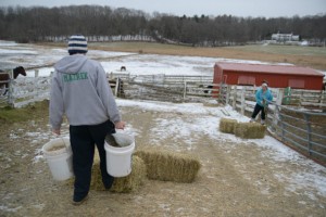 Valerie Mazrek '14 (CANR) in foreground, and Ashley Biase '13 (CANR) bring food and water to the horses twice a day even during the holidays. (Angie Reyes/UConn Photo)