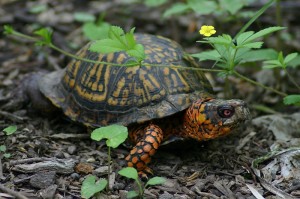 Eastern Box Turtle (United States Department of Agriculture/Public Domain Photo)