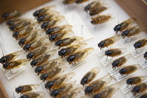 Some cicadas in the extensive collection of carefully preserved insects held by the Department of Ecology and Evolutionary Biology. (Sean Flynn/UConn Photo)