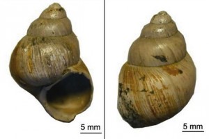 Carbonate shells of the freshwater gastropod Viviparus lentus from the Hampshire Basin, UK. (Photo courtesy of Michael Hren)