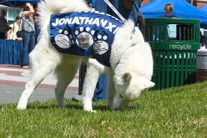 Jonathan the husky dog knows that 'being green' is nothing to sniff at. (Sean Flynn/UConn Photo)