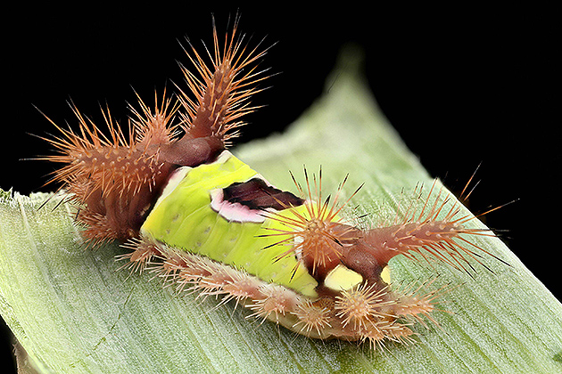 Caterpillar in Ultra High Resolution Imgur (Photos by Mark Smith)