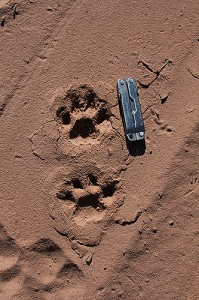 The tracks of a mature male leopard in an overstep walk (the hind foot lands ahead of the front foot) as the big fellow moves casually through his territory in the Greater Kruger Area of South Africa. The device on the right is a Leatherman multitool, a utilitarian item commonly carried by trackers and others. (Kersey Lawrence for UConn)