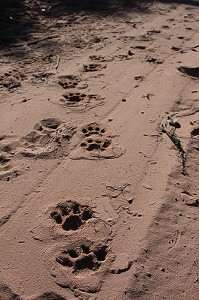 The leopard that left these footprints is the dominant male in his territory. (Kersey Lawrence for UConn)