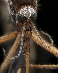 Mosquito Imgur (Photos by Mark Smith)