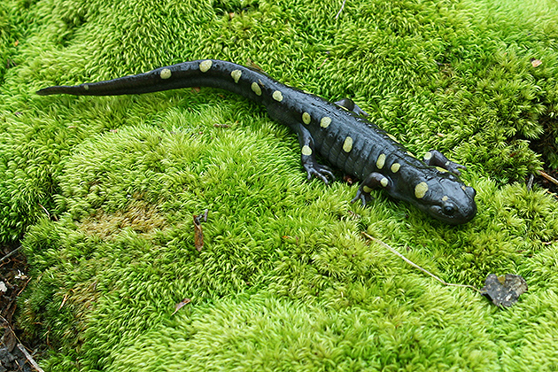 A spotted salamander adult migrates to a temporary pond to breed. Its larvae are differentially adapted to individual ponds. These local adaptations alter the rest of the biotic community and can buffer some of the ecological effects of top predators. (Mark Urban/UConn Photo)
