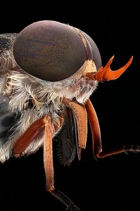 “Fly” Species Unknown ( 0.2 cm x 0.3 cm) (Photos by Mark Smith)