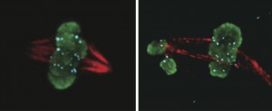 Image of cells dividing, recorded from video microscopy. The image on the left depicts normal cell division in a fruit fly cell. The cell on the right has had the Umbrea gene removed, and has failed to divide normally, resulting in cell death. (Photo courtesy of Barbara Mellone)