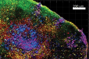 NIH Awards $13M-plus for UConn Immunology Research