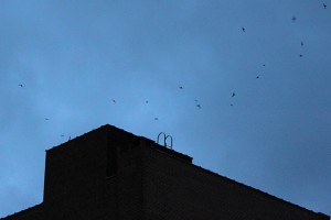 Chimney swifts returning in great numbers to their roost in the chimney of the Nathan Hale building in downtown Willimantic. (Brianna Diaz/UConn Photo)