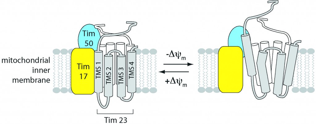 A visual representation of how the translocase of the inner membrane (TIM) 23 complex - a central voltage-gated channel ferrying proteins into a cell’s mitochondrial inner membrane – changes its structure relative to the energized state of the membrane. Graphic courtesy of Nathan Alder.