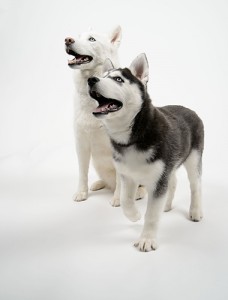 Jonathan XIV, foreground, will be living with and learning from Jonathan XIII. (Peter Morenus/UConn Photo)