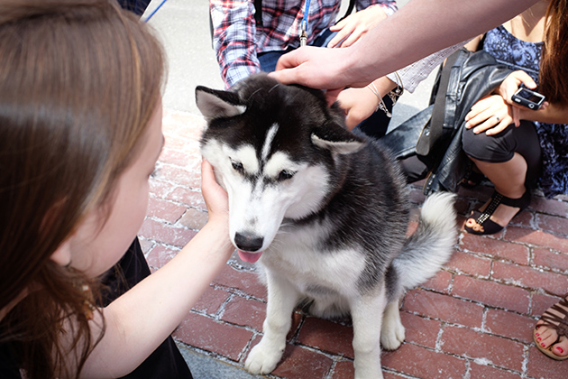 UConn's new Husky dog mascot, Jonathan XIV, adds his pawprint to the proceedings. (Peter Morenus/UConn Photo)