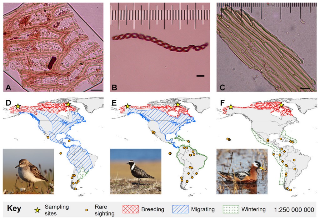 MigratoryBirdsFigure showing three bryophyte diaspores, and from left, the semipalmated sandpiper, American golden plover, and red phalarope. The maps show for each bird species their breeding, migratory, and wintering distributions, as well as rare sightings. (Bird photos by Cameron Rutt)