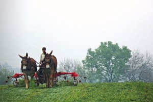An Amish farmer in Lancaster, Pennsylvania 'tedding' (fluffing) hay with mules to dry the hay before baling. (Photo courtesy of Tom Morris)