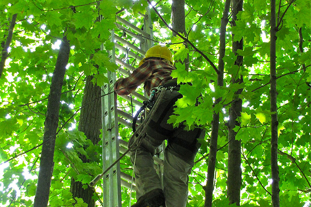 Amanda Bunce, a master's degree student in the Department of Natural Resources and the Environment, climbs a 30-foot ladder in order to affix a monitoring device to a red oak. UConn is monitoring stands of trees at three sites in the state, measuring the effect of wind on various habitats. The information gathered will ultimately help in the prediction of impending storm damage. (Sheila Foran/UConn Photo)