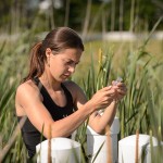 Emily McInerney '15 (CAHNR) takes air samples from wetland plots near the Kellogg Dairy Center on June 24, 2014. (Peter Morenus/UConn Photo)