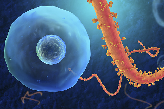 Digital illustration of the Ebola Virus (iStock photo)