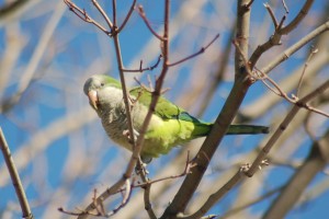 A Monk Parakeet perched in a tree in West Haven, Conn. (Kevin Burgio '10 (CLAS)/UConn Photo)