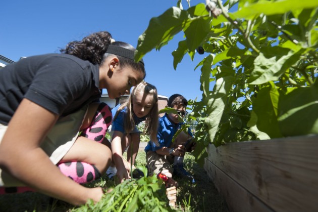 Students at Goodwin Elementary School in East Hartford harvest vegetables during an event to announce the move to UConn of the Rudd Center for Food Policy and Obesity on Sept. 12, 2014. (Peter Morenus/UConn Photo)