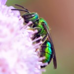Metallic Green Bee (Augochlora pura) female. (Kim Phillips photo)