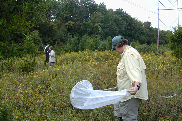 Collecting insect specimens along a power line corridor. (Photo courtesy of David Wagner)