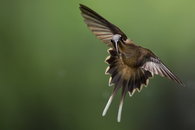 A long-billed hermit in flight, at Cope Wildlife, Guapiles, Costa Rica. (Photo by Chris Jimenez)
