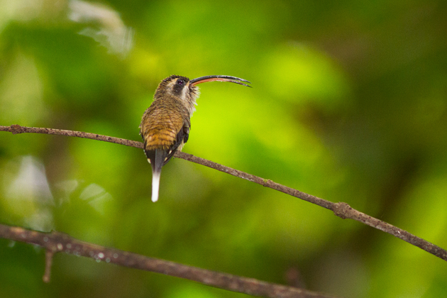 A male long-billed hermit (Phaethornis longirostris) shows off his pointy beak, which he uses as a weapon during territorial disputes. (Photo by Maxime Aliaga)