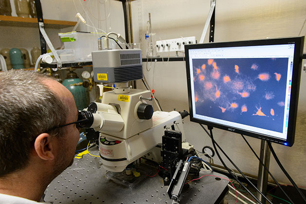 Daniel Mulkey, associate professor of physiology and neurobiology, looks at tissue under a microscope at his lab. (Peter Morenus/UConn Photo)